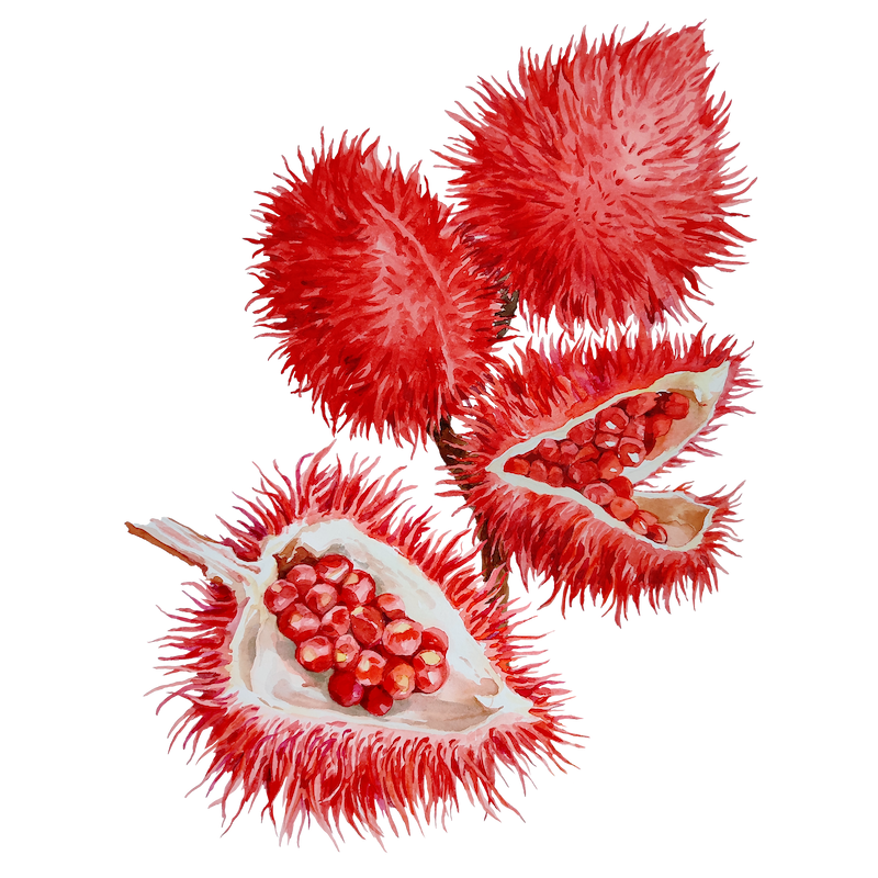 Botanical illustration 1