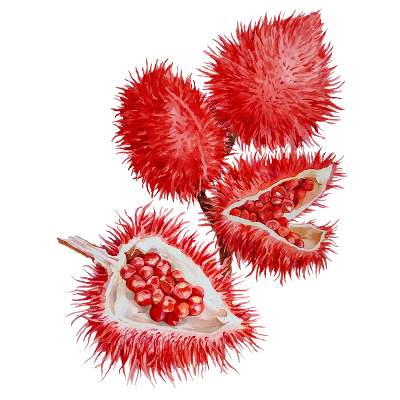 Botanical illustration 1