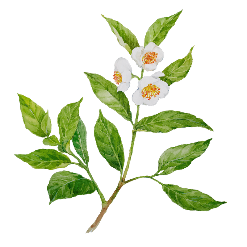 Botanical illustration 10