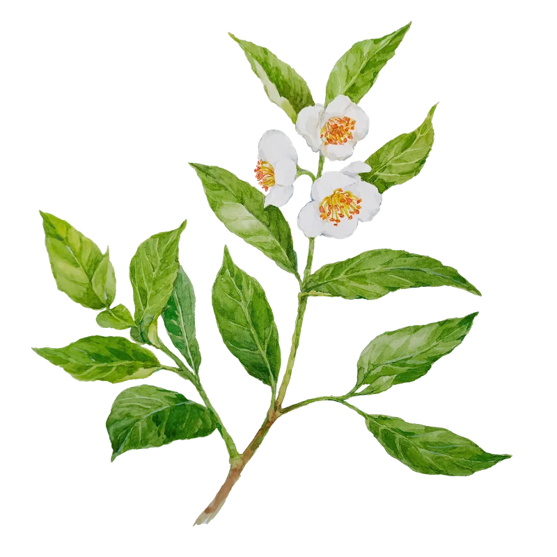 Botanical illustration 10