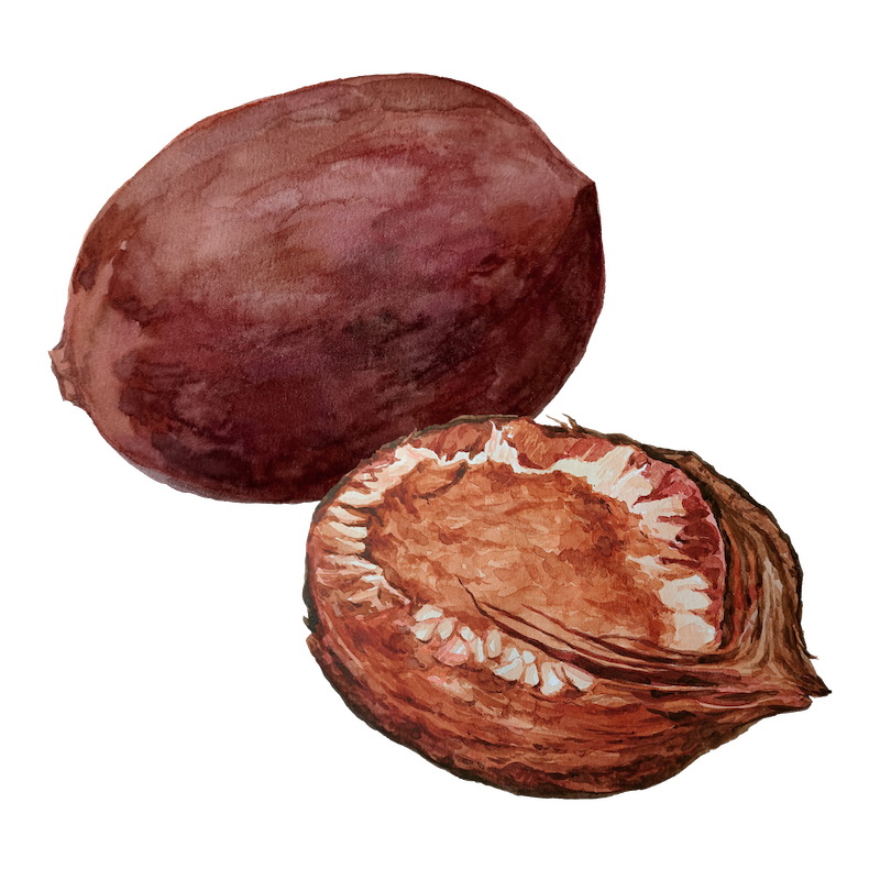 Botanical illustration 11