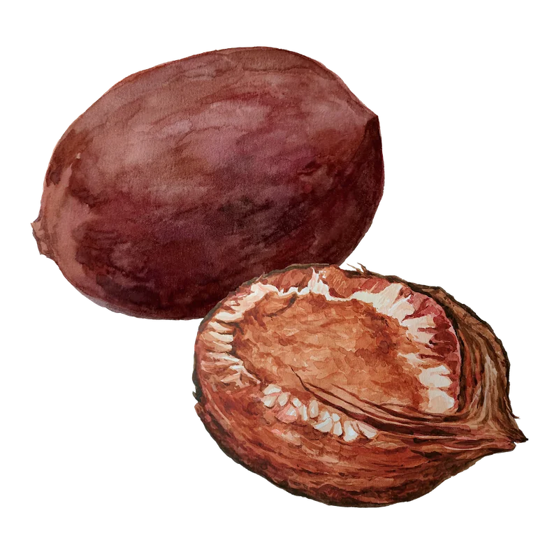 Botanical illustration 11