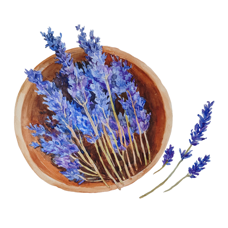 Botanical illustration 12