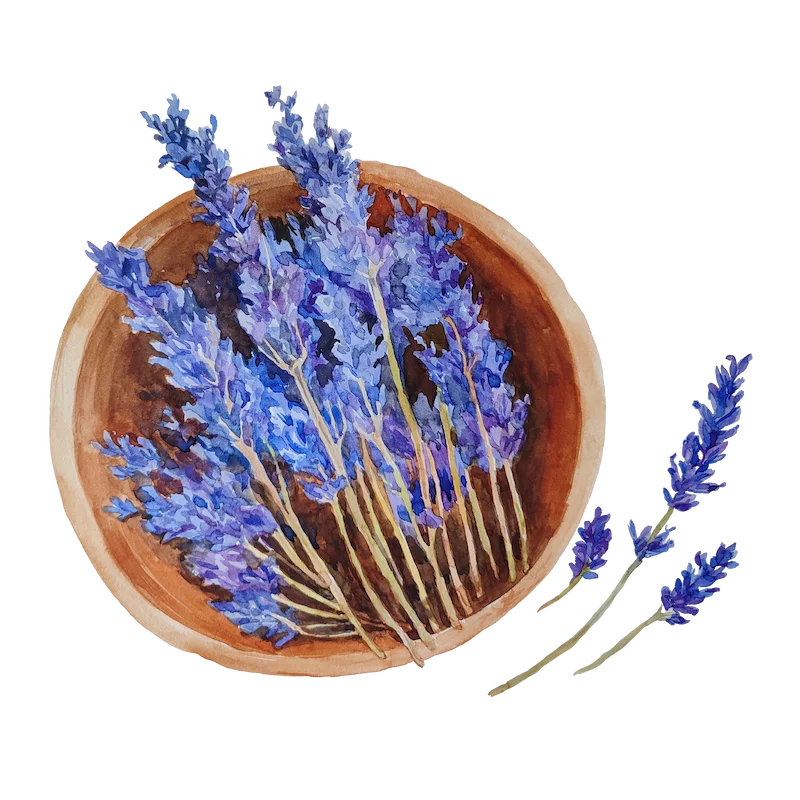 Botanical illustration 12