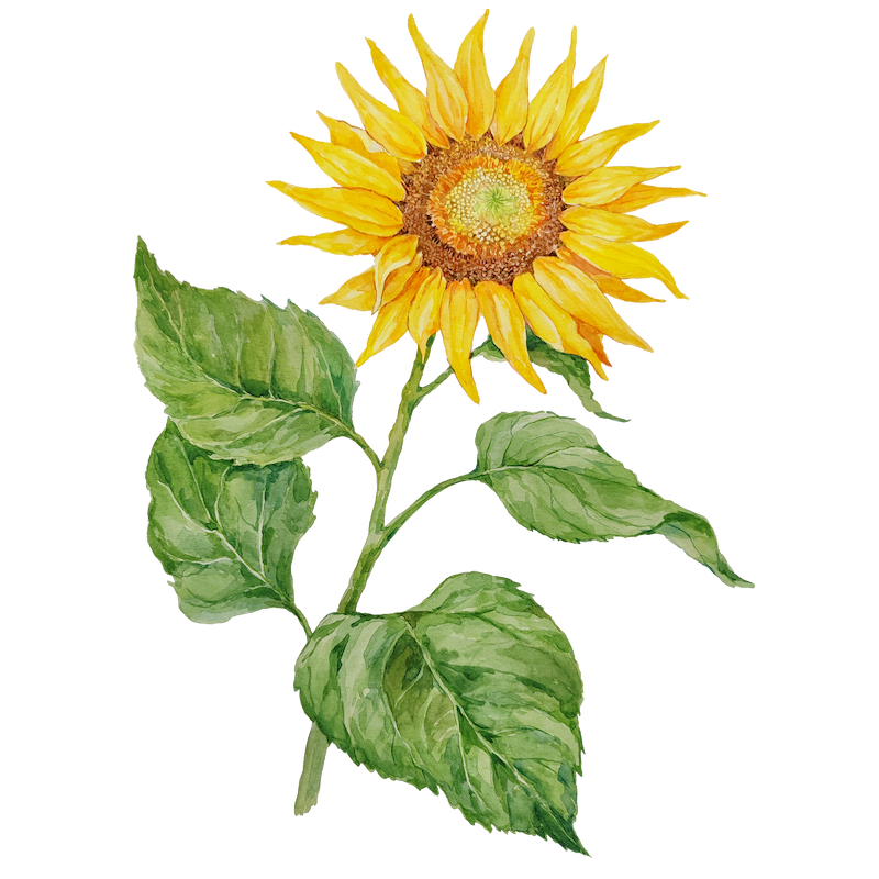 Botanical illustration 2