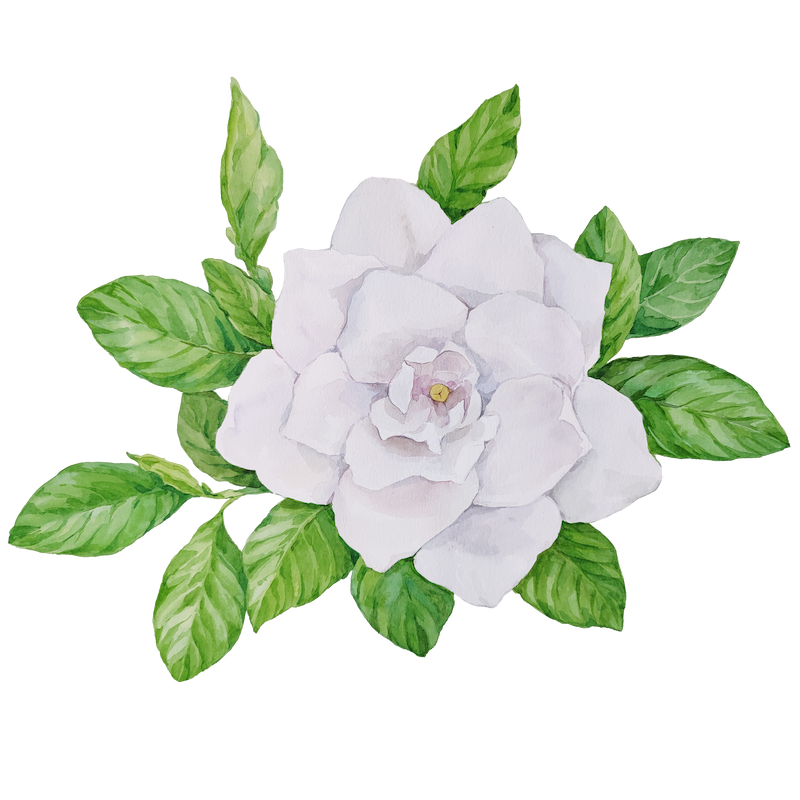 Botanical illustration 3