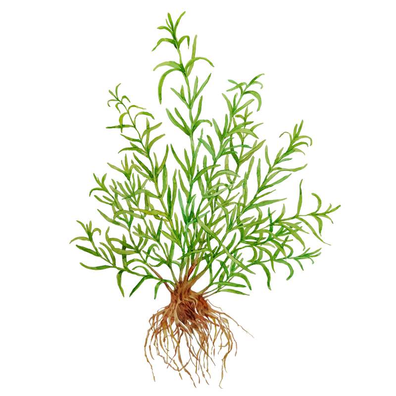 Botanical illustration 4