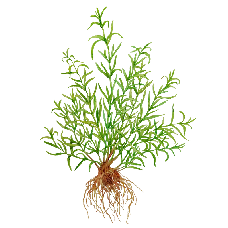 Botanical illustration 4