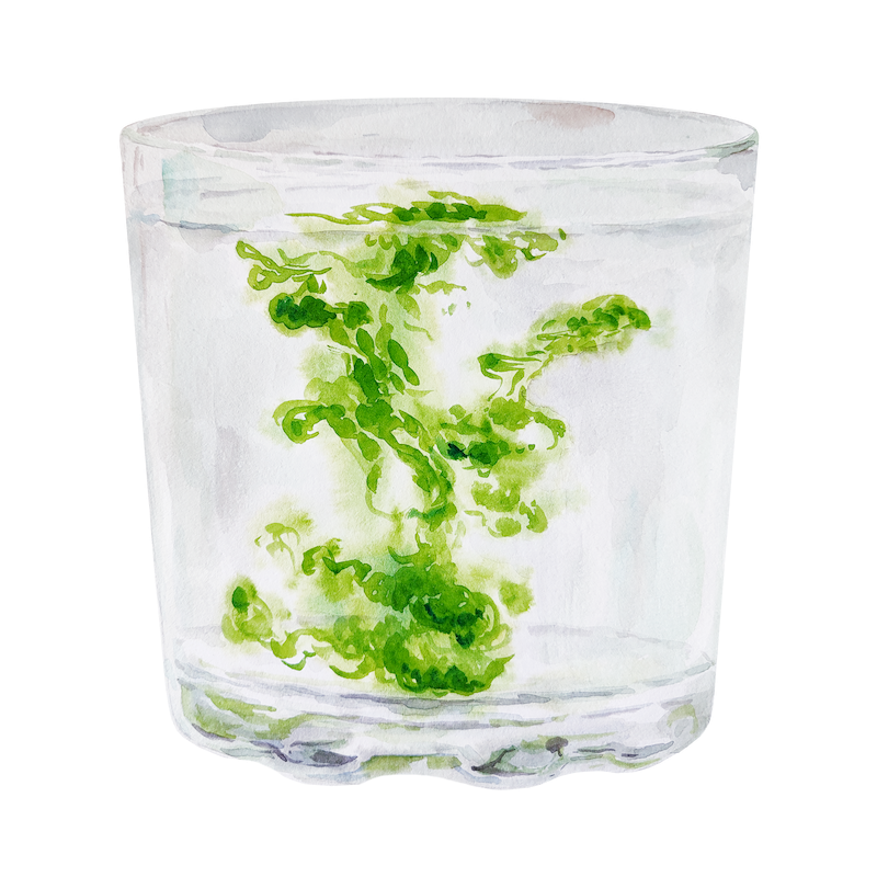 Botanical illustration 5