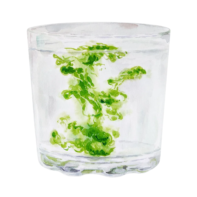 Botanical illustration 5