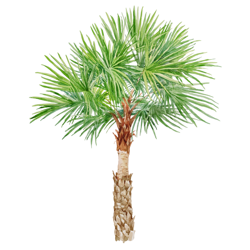 Botanical illustration 6