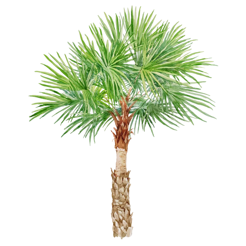 Botanical illustration 6