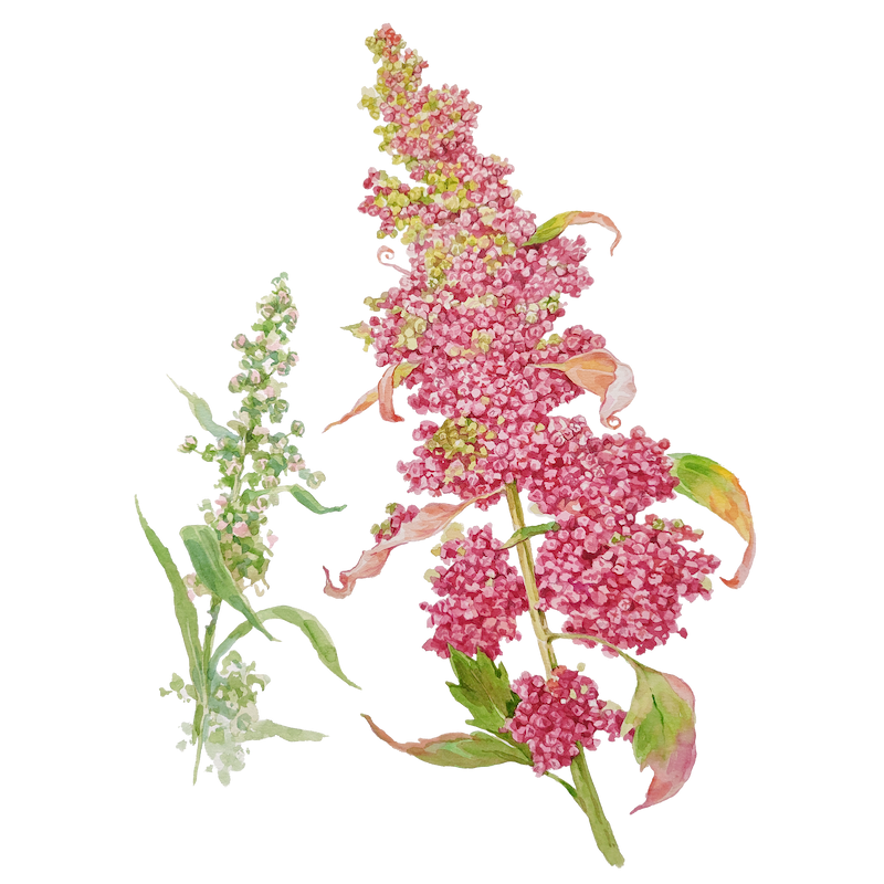 Botanical illustration 7