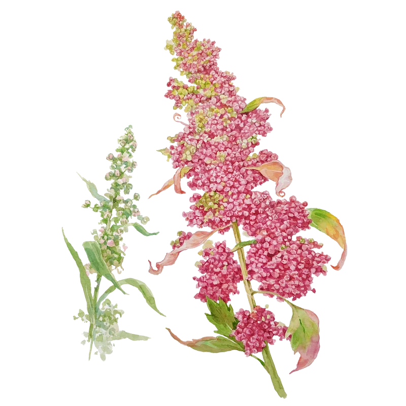 Botanical illustration 7