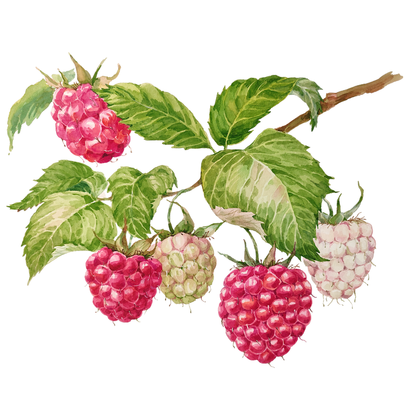 Botanical illustration 8