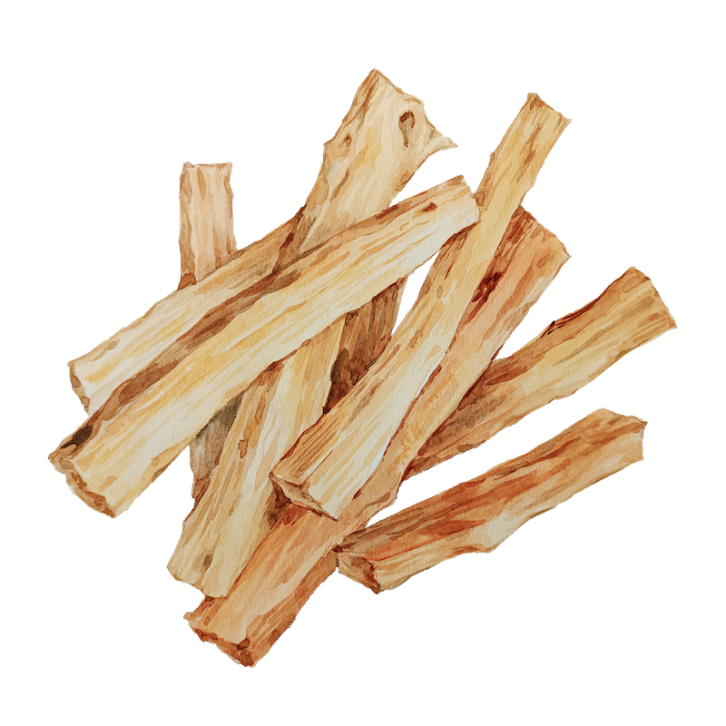 Botanical illustration 9