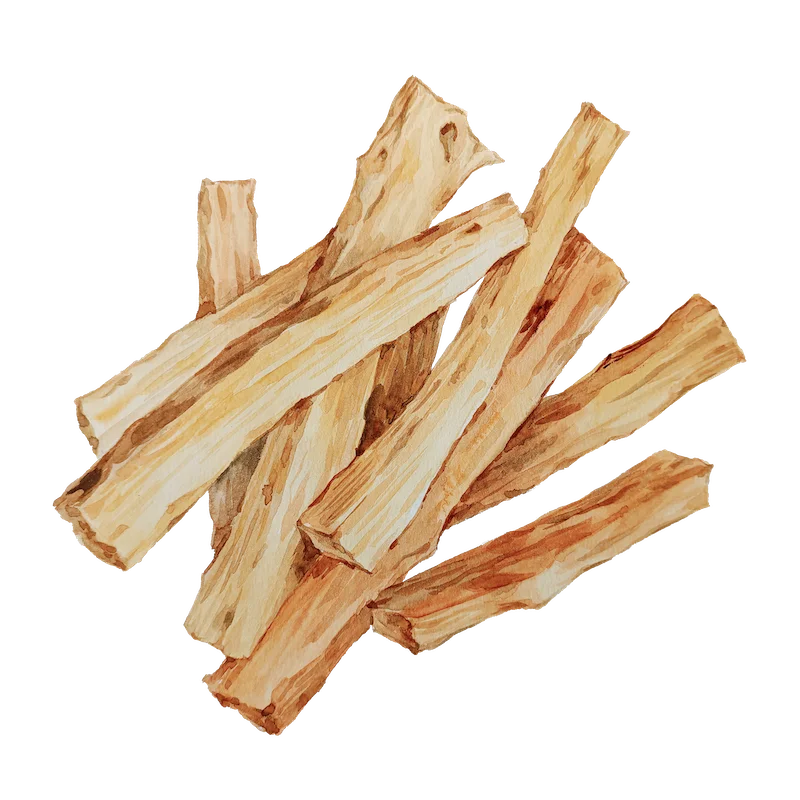 Botanical illustration 9