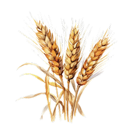 Watercolor illustration — wheat