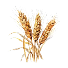 Watercolor illustration — wheat