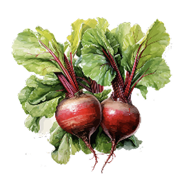 Watercolor illustration — beets