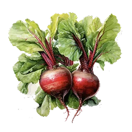 Watercolor illustration — beets