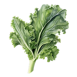 Watercolor illustration — kale