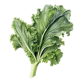 Watercolor illustration — kale