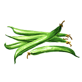 Watercolor illustration — green beans