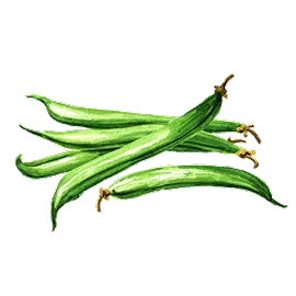 Watercolor illustration — green beans