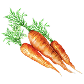 Watercolor illustration — carrots
