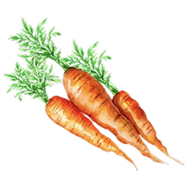 Watercolor illustration — carrots